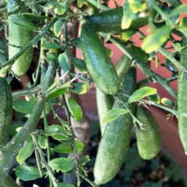 نهال لیمو خاویاری سبز