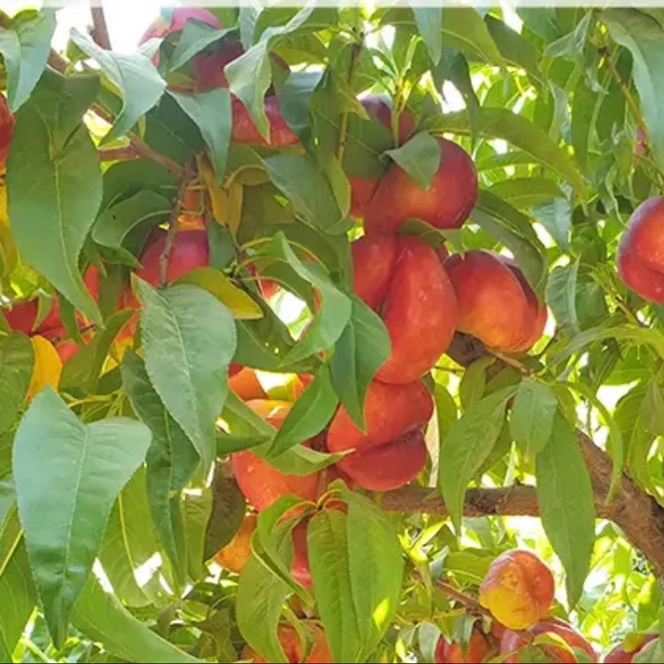 نهال شلیل انجیری