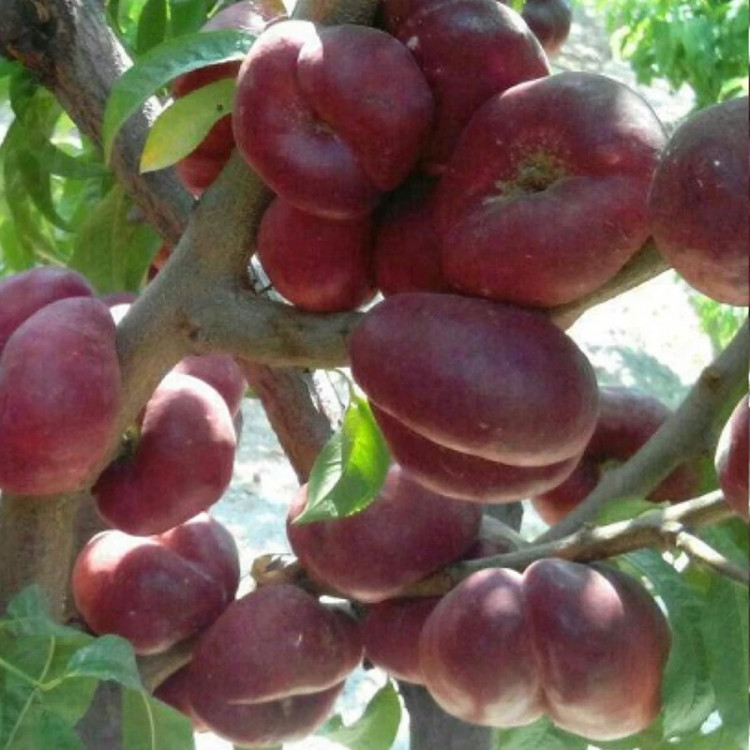 نهال شلیل انجیری