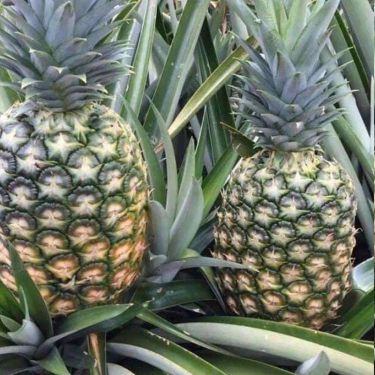 نهال آناناس سبز