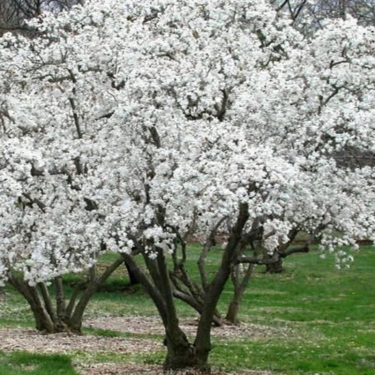 نهال ماگنولیا ستاره ای