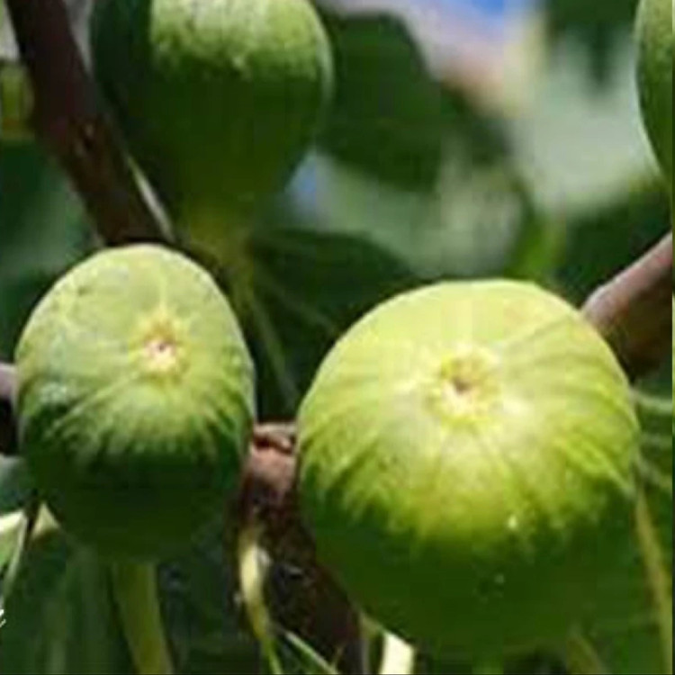 نهال انجیر سبز گلابی