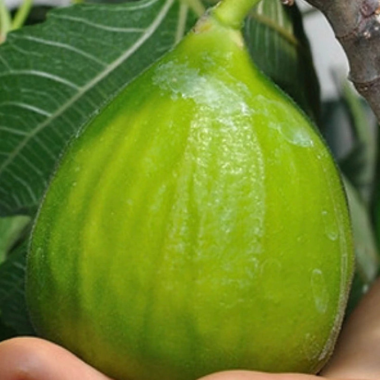 نهال انجیر سبز گلابی