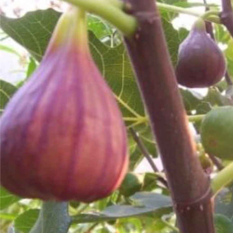 نهال انجیر گلابی ترکی