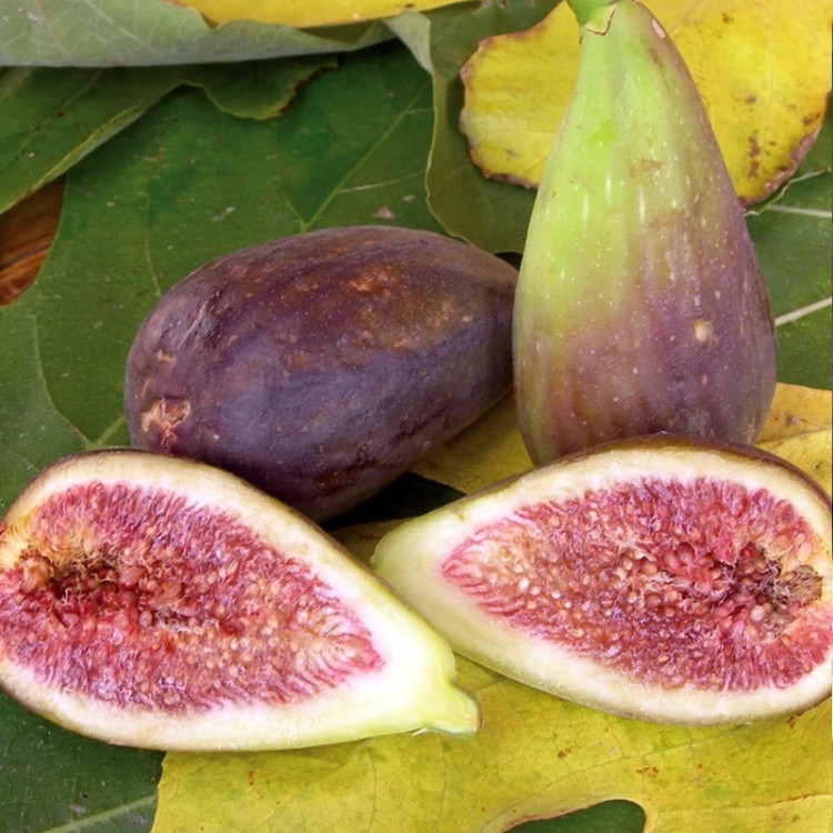 نهال انجیر گلابی ترکی
