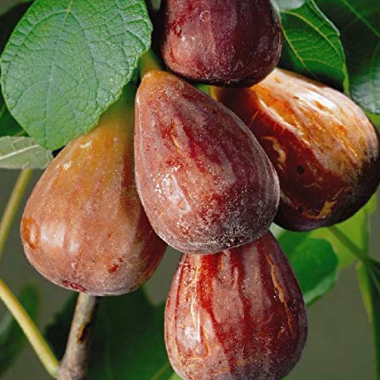 نهال انجیر گلابی ترکی