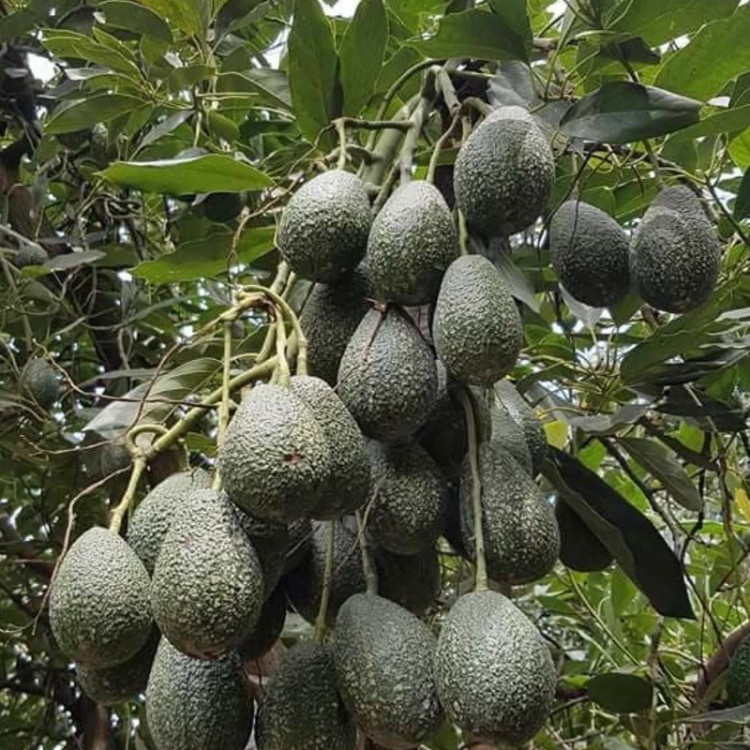 نهال آووکادو بنفش