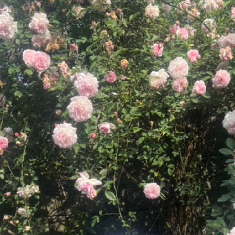 نهال رز دو رنگ رونده