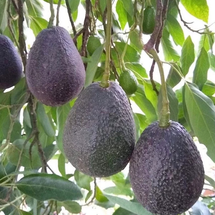 نهال آووکادو بنفش