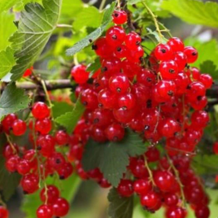نهال انگور نروژی درختی
