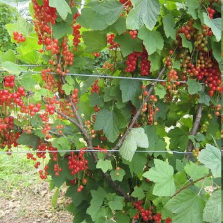 نهال انگور نروژی درختی