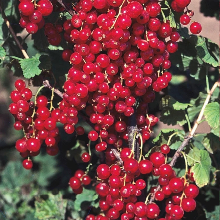 نهال انگور نروژی درختی