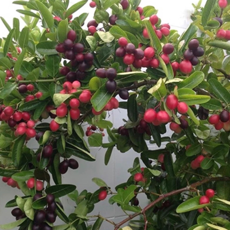 نهال آلو گرمسیری