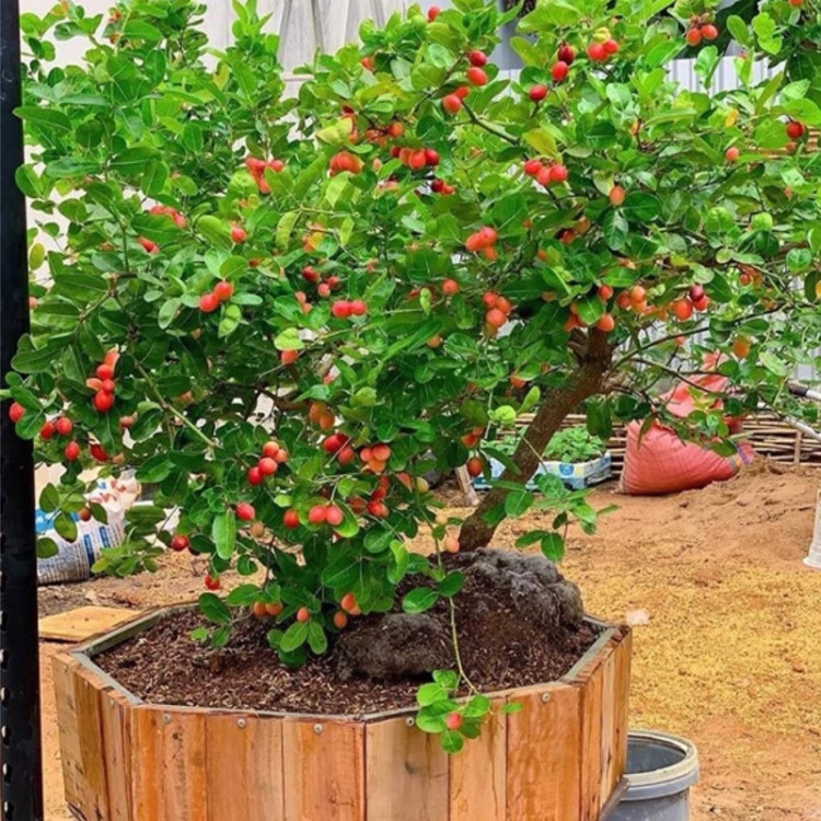 نهال آلو گرمسیری
