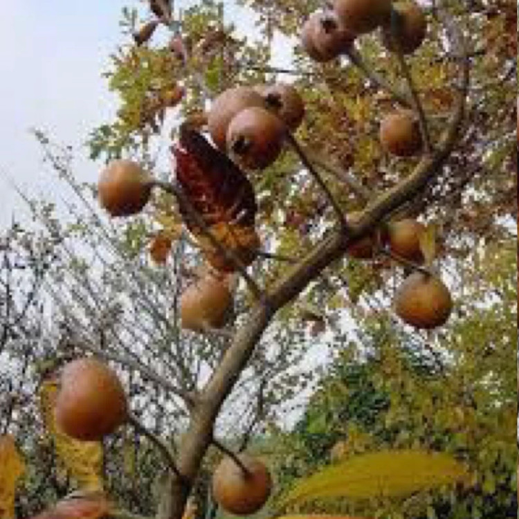 نهال کندس کندوس