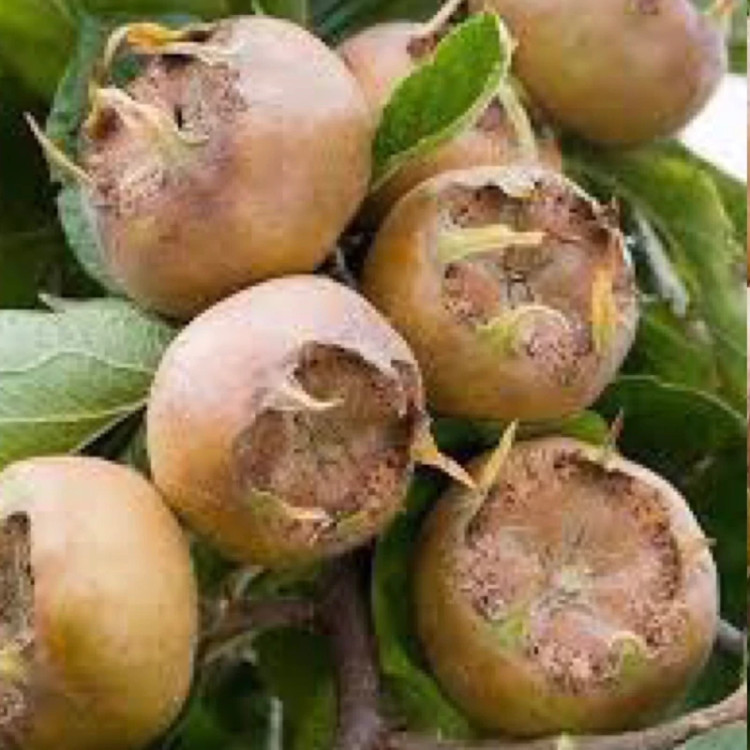نهال کندس کندوس