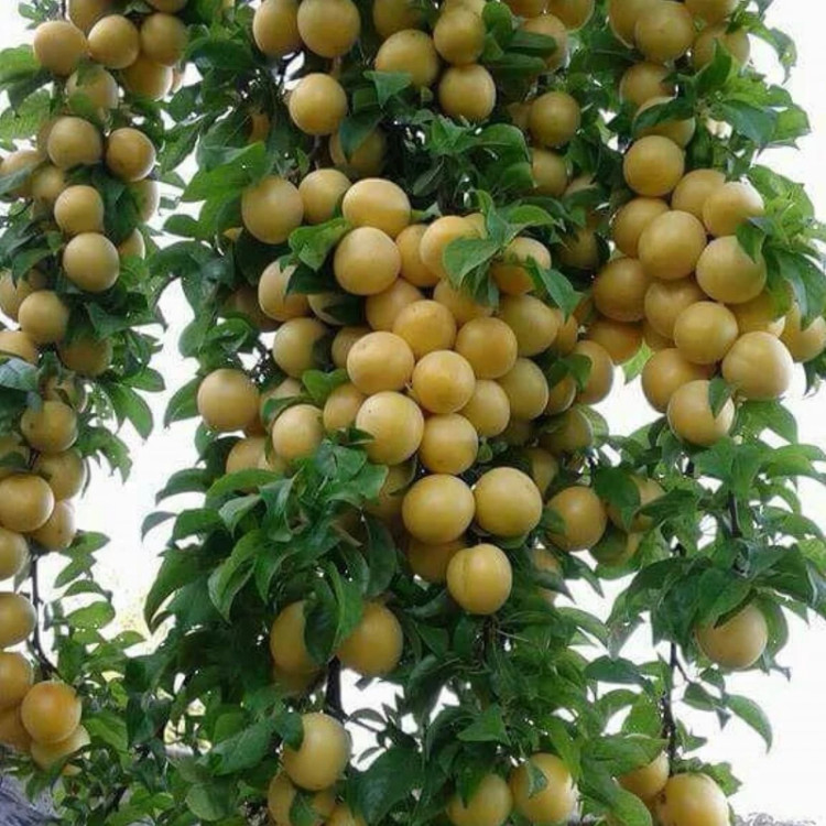 نهال آلو گلدن