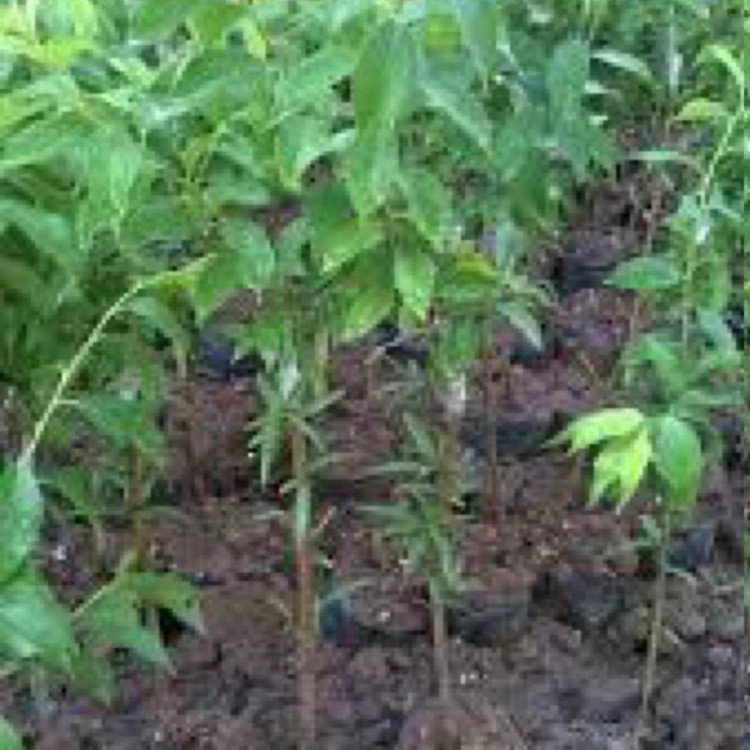 نهال آلو گلدن