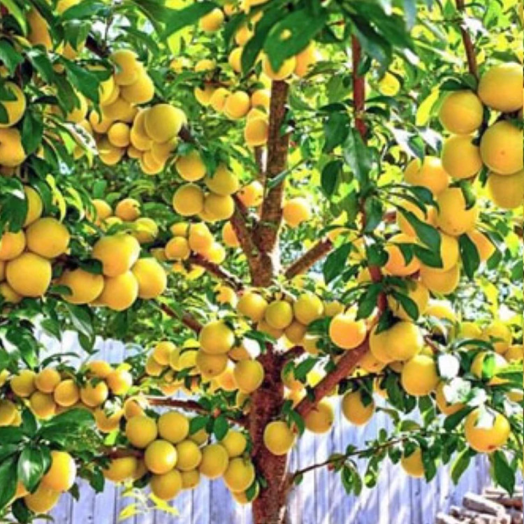 نهال آلو گلدن