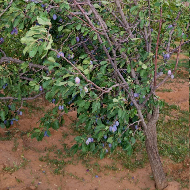 نهال آلو دامسون
