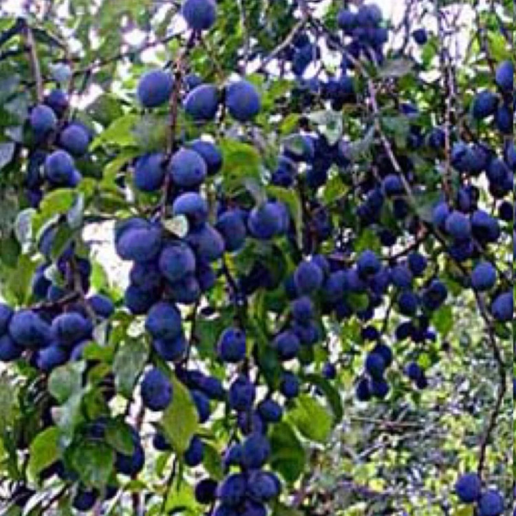 نهال آلو دامسون