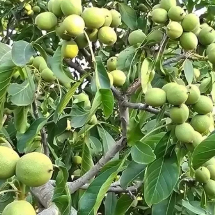 نهال گردو قرمز