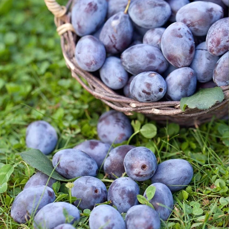 نهال آلو دامسون