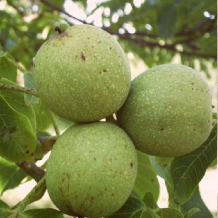 نهال گردو قرمز