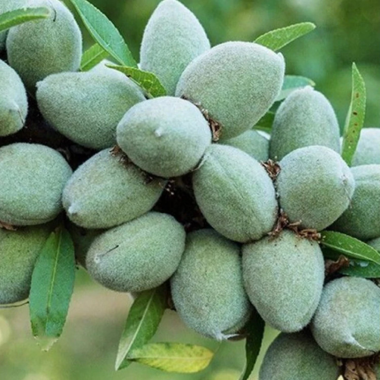 نهال بادام درختی