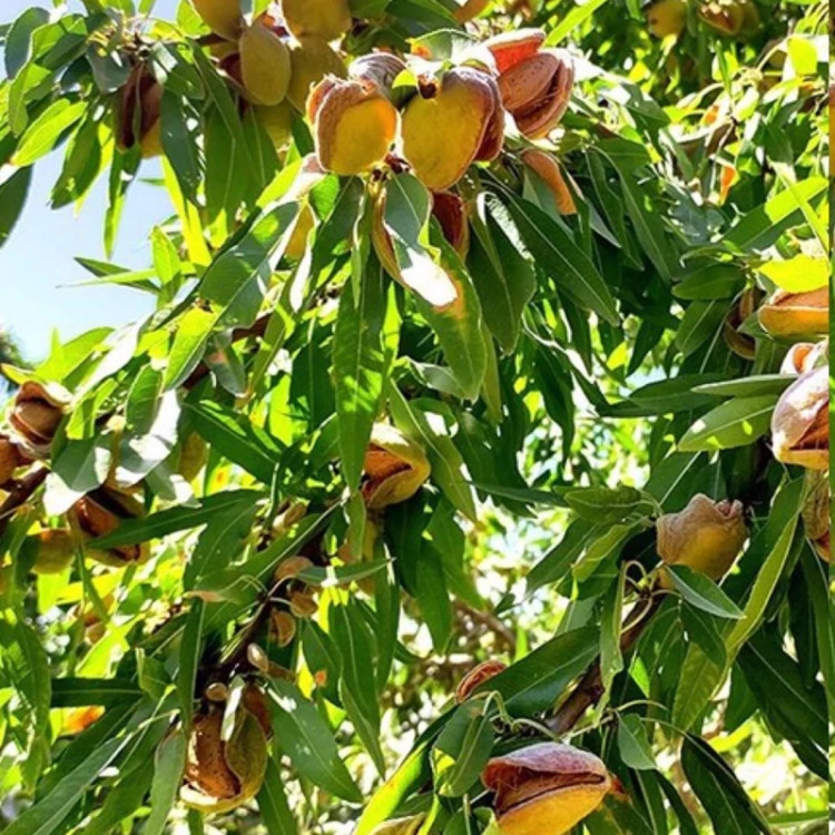 نهال بادام درختی