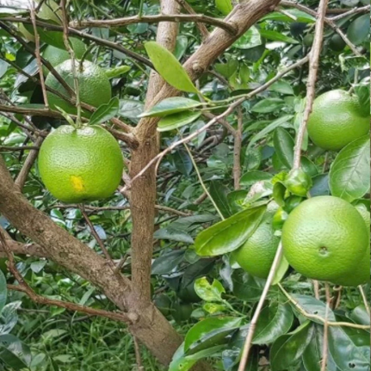 نهال پرتقال کاراکارا