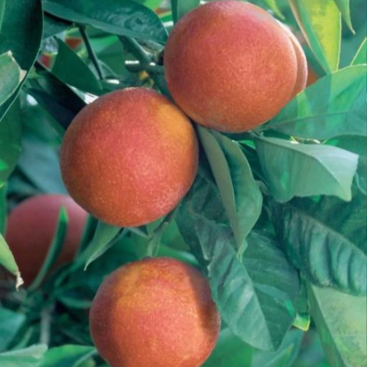 نهال پرتقال خونی ژاپنی