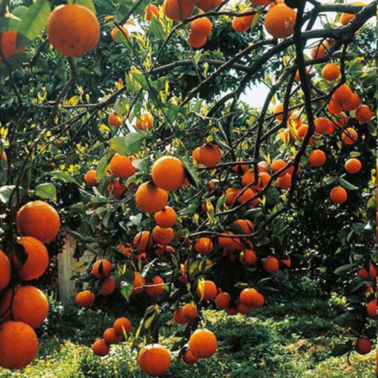 نهال پرتقال خونی ژاپنی
