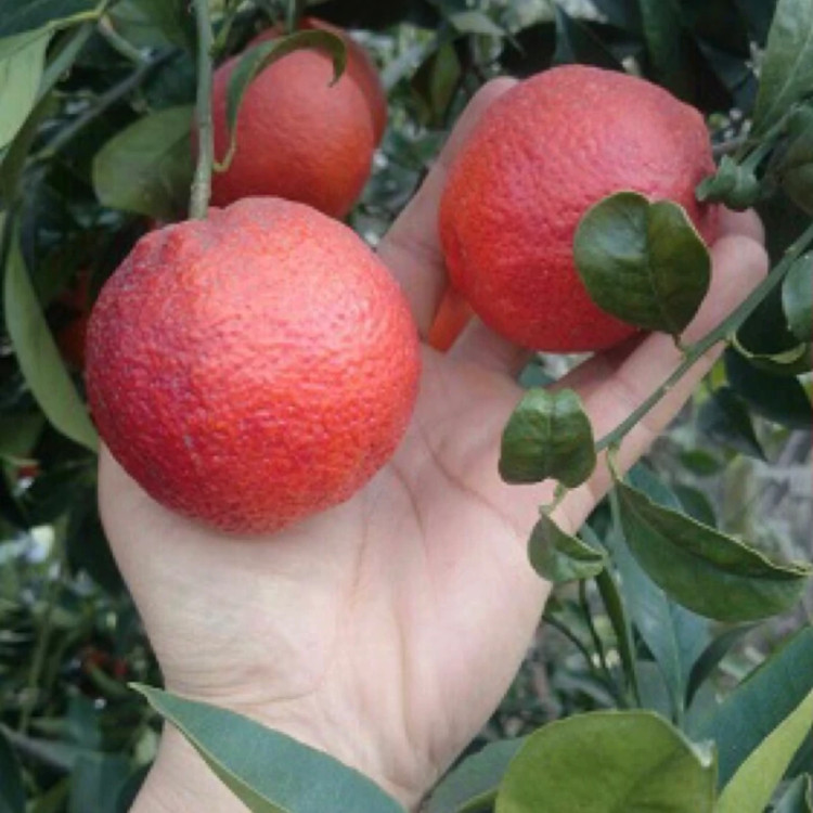 نهال پرتقال خونی ژاپنی