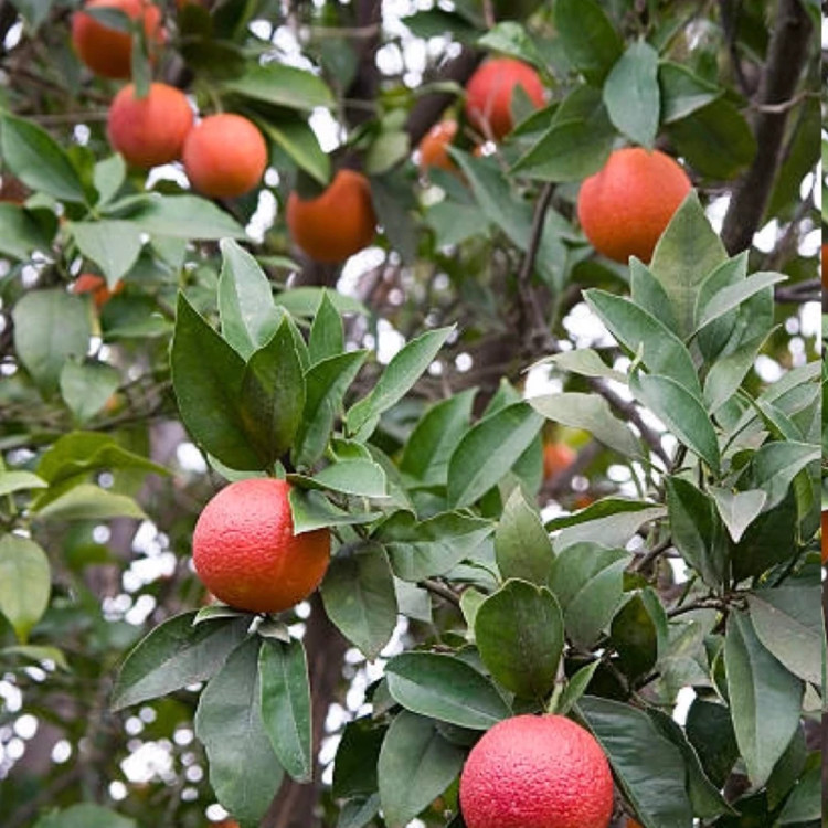 نهال پرتقال خونی ژاپنی