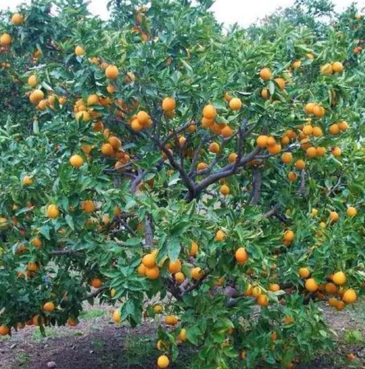 نهال پرتقال خونی