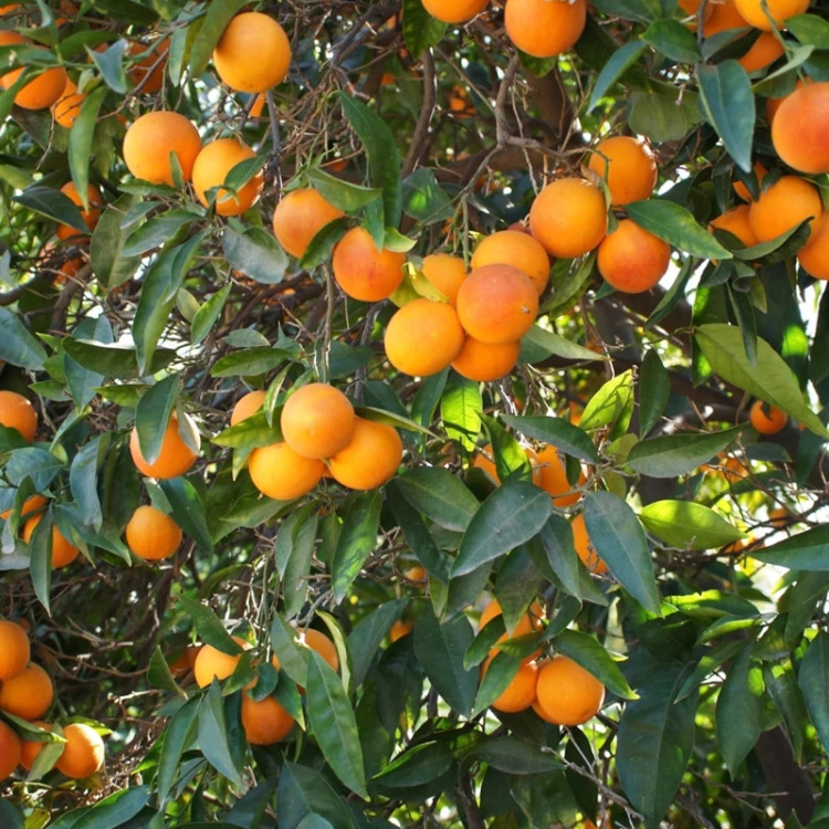 نهال پرتقال خونی