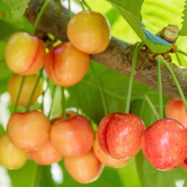 نهال گیلاس زرد