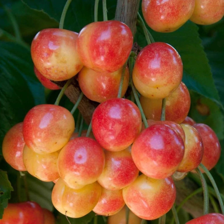 نهال گیلاس زرد