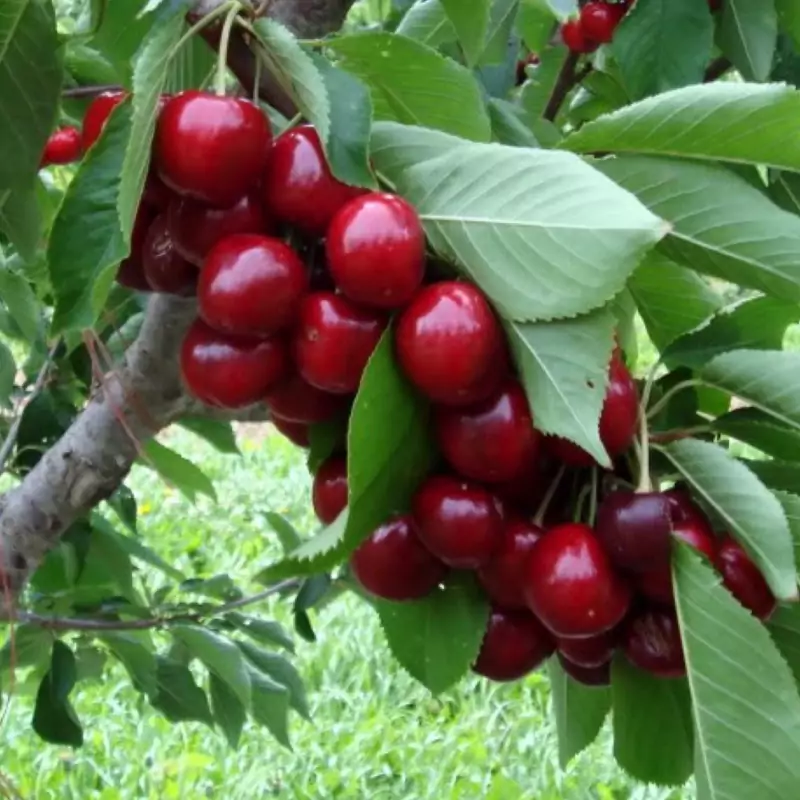 نهال آلبالو گیسی