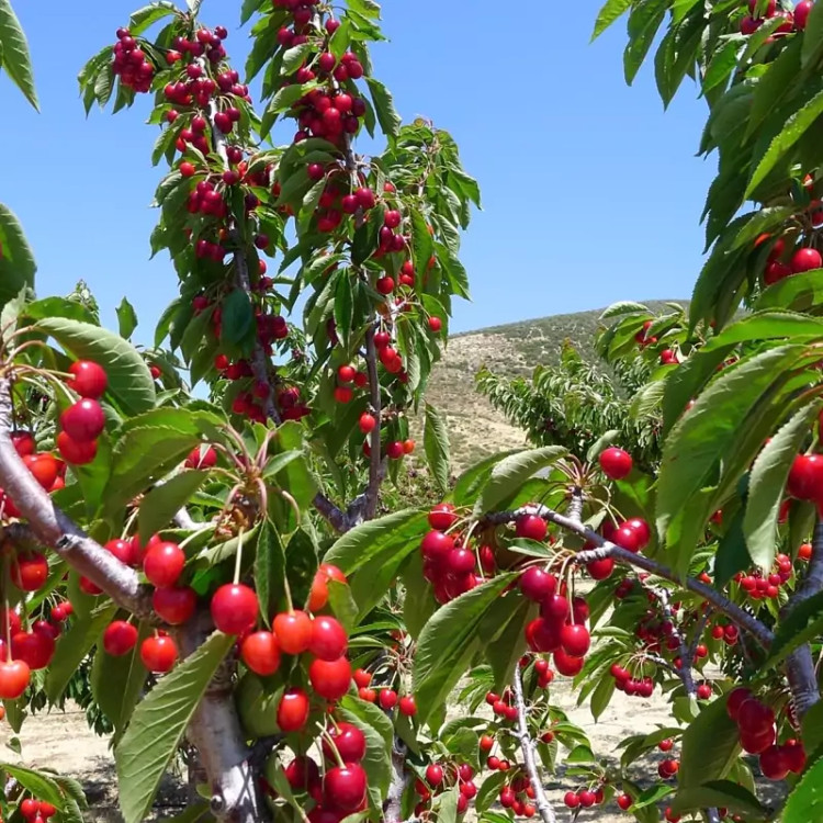 نهال آلبالو گیسی