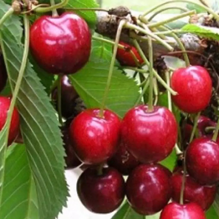 نهال آلبالو گیسی