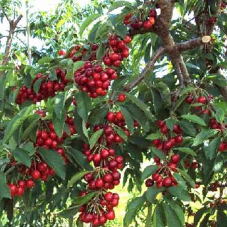 نهال آلبالو گیسی