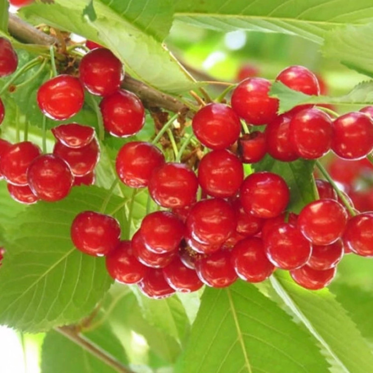نهال گیلاس قرمز