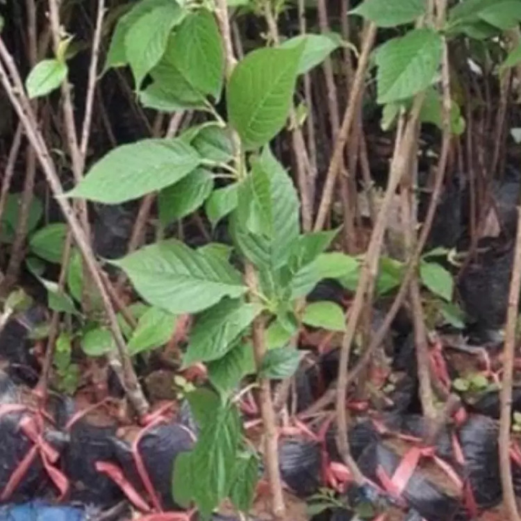 نهال آلبالو گیسی