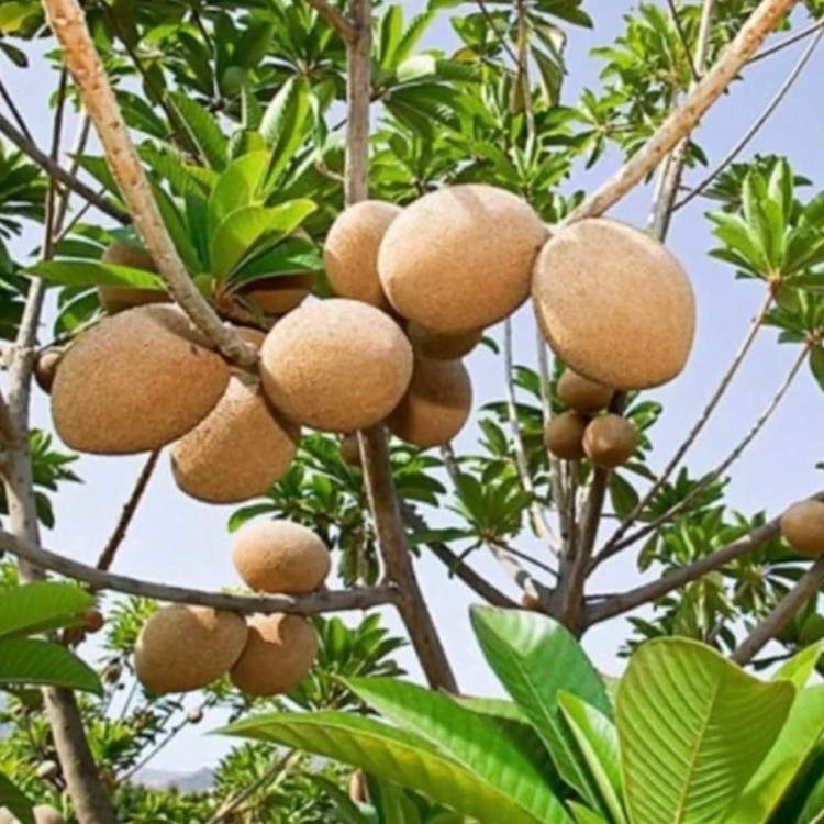 نهال ساپودیلا بالغ