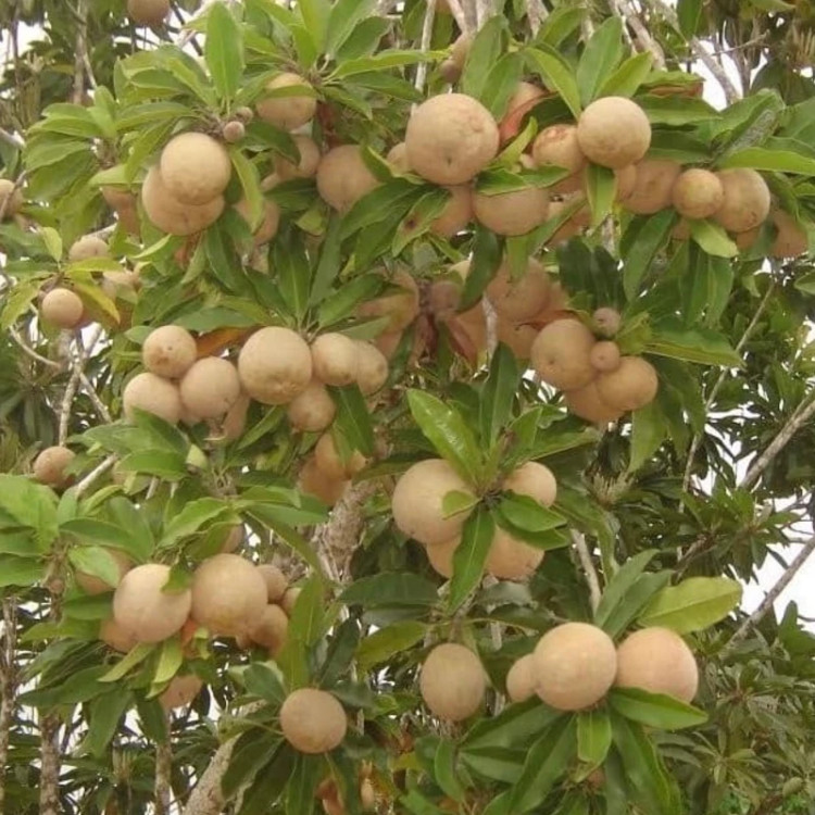 نهال ساپودیلا بالغ