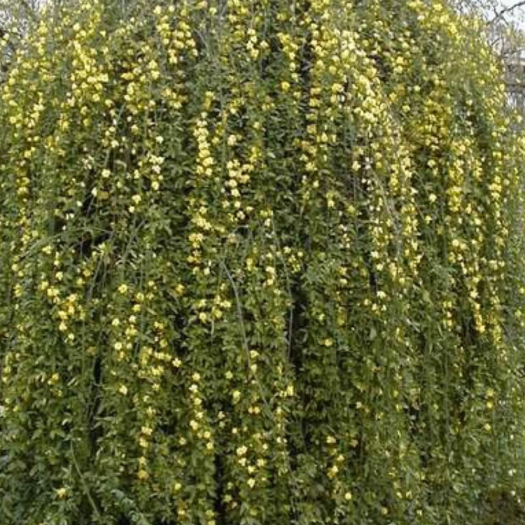 نهال یاس شیروانی