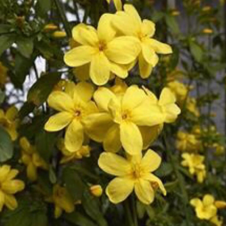 نهال یاس شیروانی