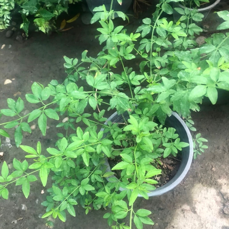 نهال یاس شیروانی